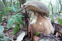 Boletus aereus - Sureny fosc - Bolets de Catalunya