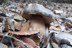 Boletus aereus - Sureny fosc - Bolets de Catalunya