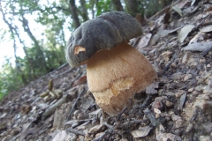 Boletus aereus - Sureny fosc - Bolets de Catalunya
