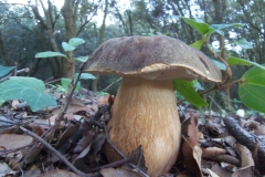 Boletus aereus - Sureny fosc - Bolets de Catalunya