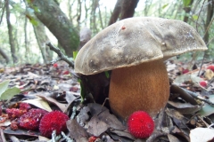 Boletus aereus - Sureny fosc - Bolets de Catalunya