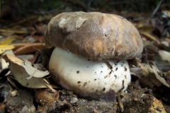 Boletus aereus - Sureny fosc - Bolets de Catalunya