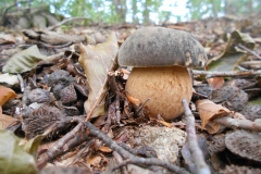 Boletus aereus - Sureny fosc - Bolets de Catalunya