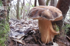 Boletus aereus - Sureny fosc - Bolets de Catalunya