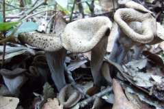 craterellus cornucopioides - trompeta de la mort