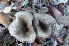 craterellus cornucopioides - trompeta de la mort