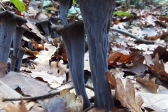 craterellus cornucopioides - trompeta de la mort