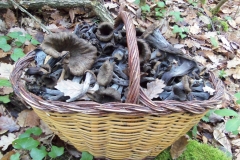 craterellus cornucopioides - trompeta de la mort