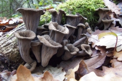 craterellus cornucopioides - trompeta de la mort