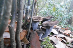 craterellus cornucopioides - trompeta de la mort