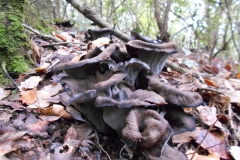 craterellus cornucopioides - trompeta de la mort