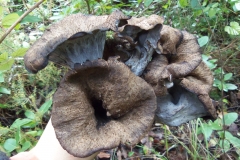 craterellus cornucopioides - trompeta de la mort