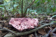 HYGROPHORUS RUSSULA - GALERIA 001 - FOTO 07