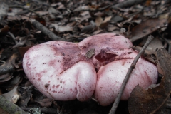 HYGROPHORUS RUSSULA - GALERIA 001 - FOTO 03