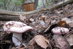 HYGROPHORUS RUSSULA - GALERIA 001 - FOTO 04