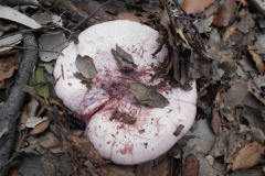 HYGROPHORUS RUSSULA - GALERIA 001 - FOTO 08