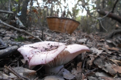 HYGROPHORUS RUSSULA - GALERIA 001 - FOTO 05