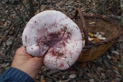 HYGROPHORUS RUSSULA - GALERIA 001 - FOTO 06