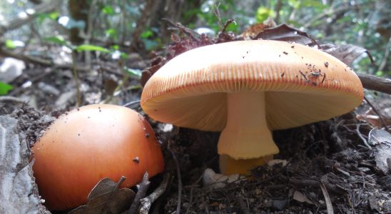 amanita caesarea - ou de reig