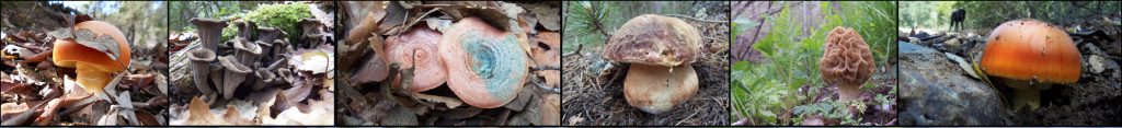 fotos de bolets