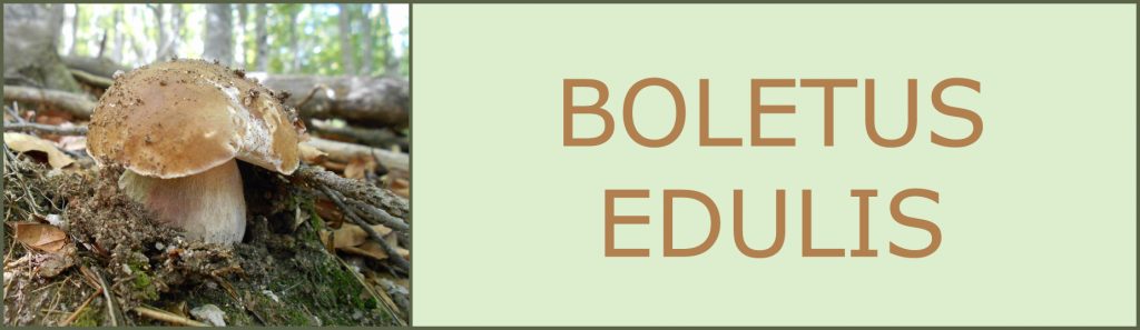 Ceps - Cep blanc - Boletus edulis - boletus comestibles