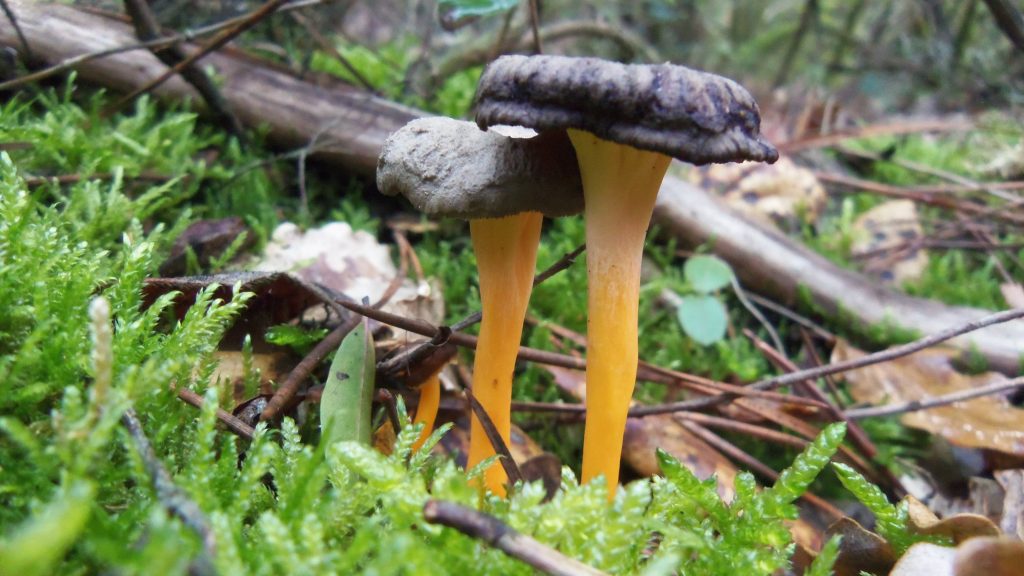 receptes amb camagrocs - cantharellus lutescens - camagrocs recetas