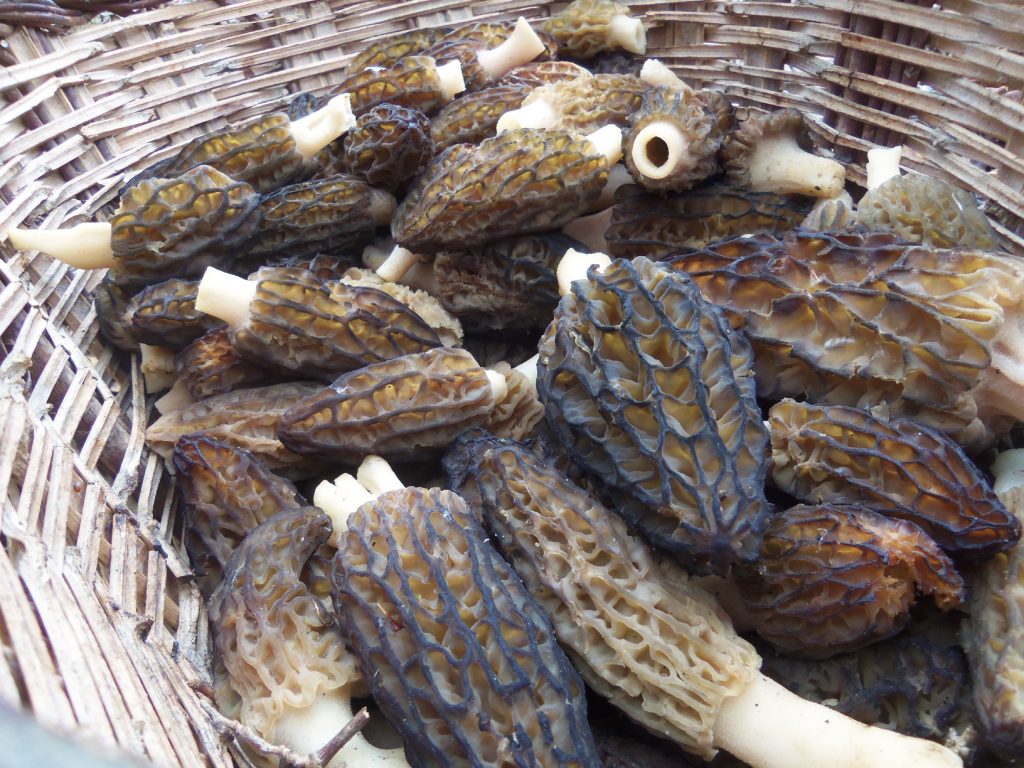 Spugnole (Morchella) fungo primaverile in ambiente umido