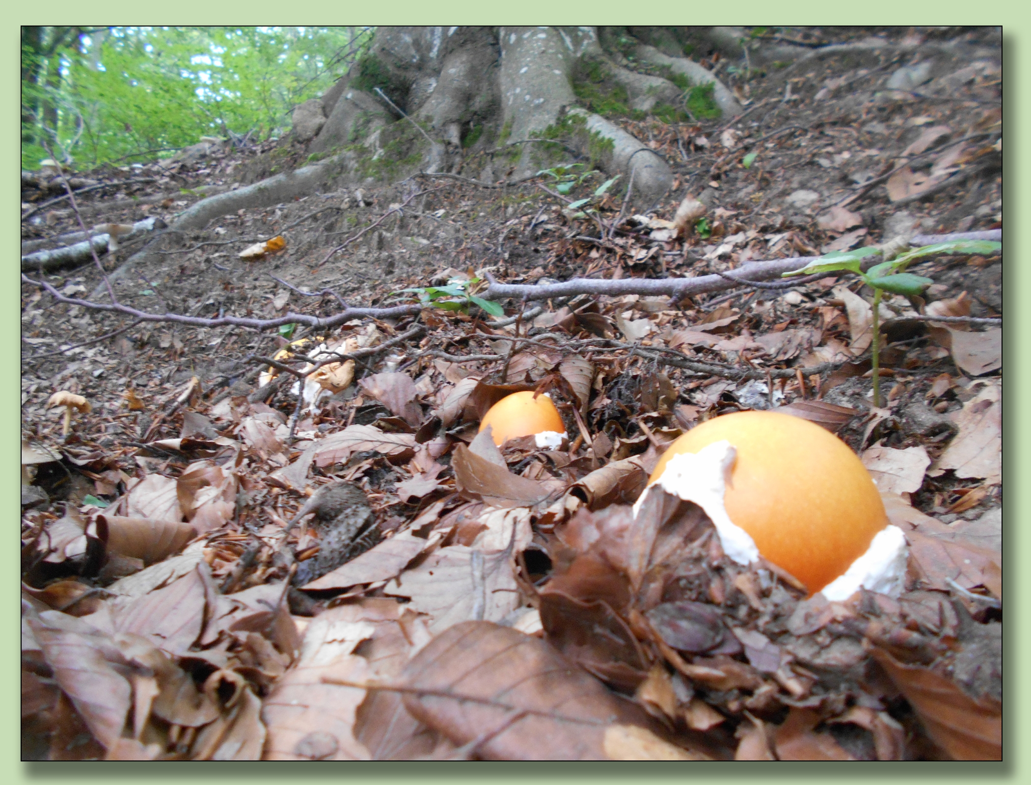 oronge - amanita caesarea - départ - champignons - hêtraies