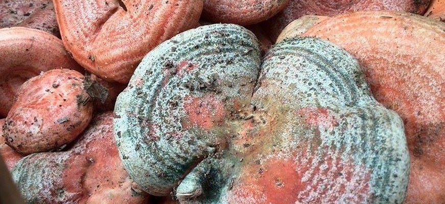 níscalos - rovellons - esnegorria