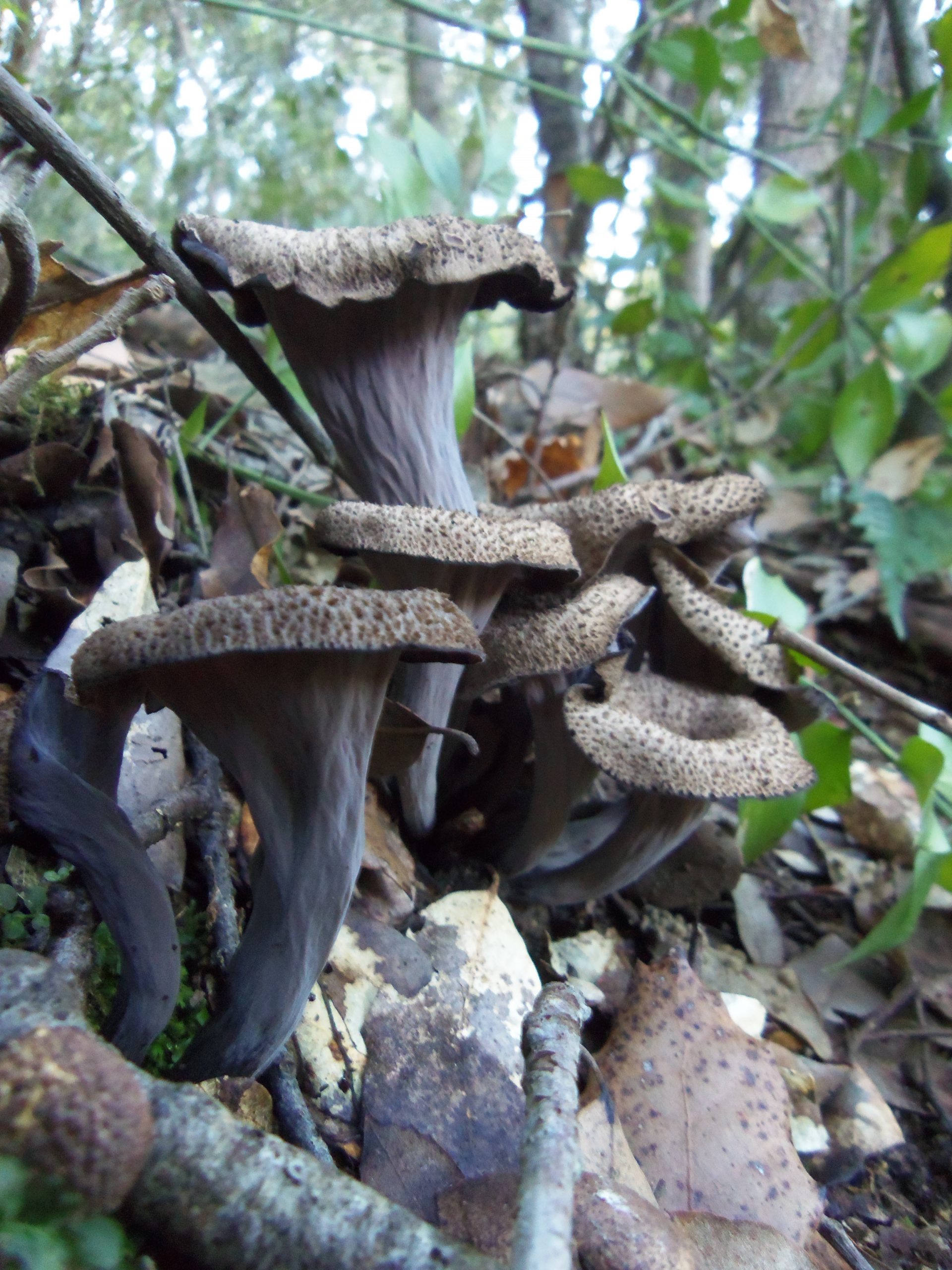 Trompetas De La Muerte Al Ajillo TROMPETAS DE LA MUERTE • Craterellus cornucopioides