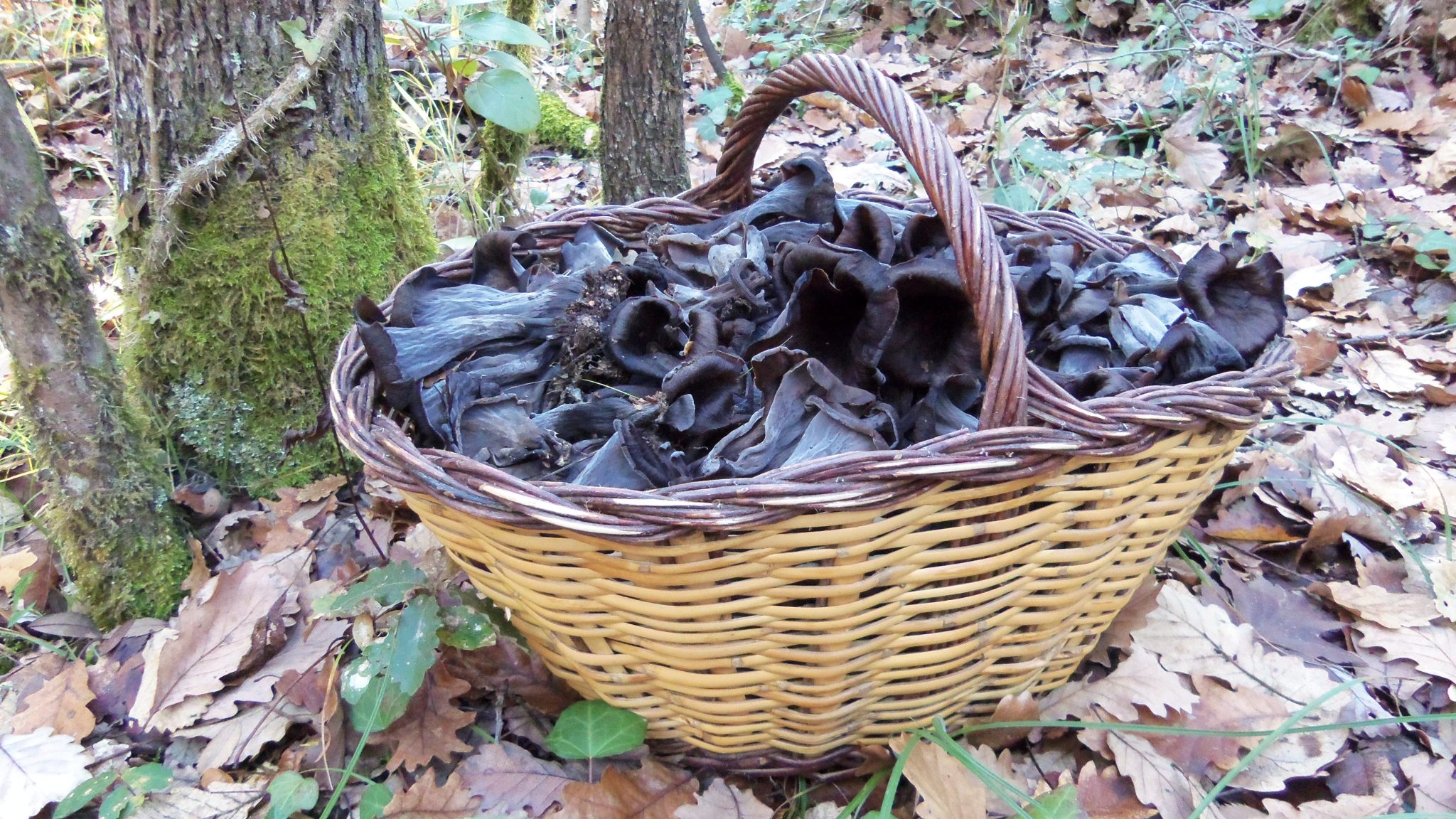 Trompetas De La Muerte Al Ajillo TROMPETAS DE LA MUERTE • Craterellus cornucopioides
