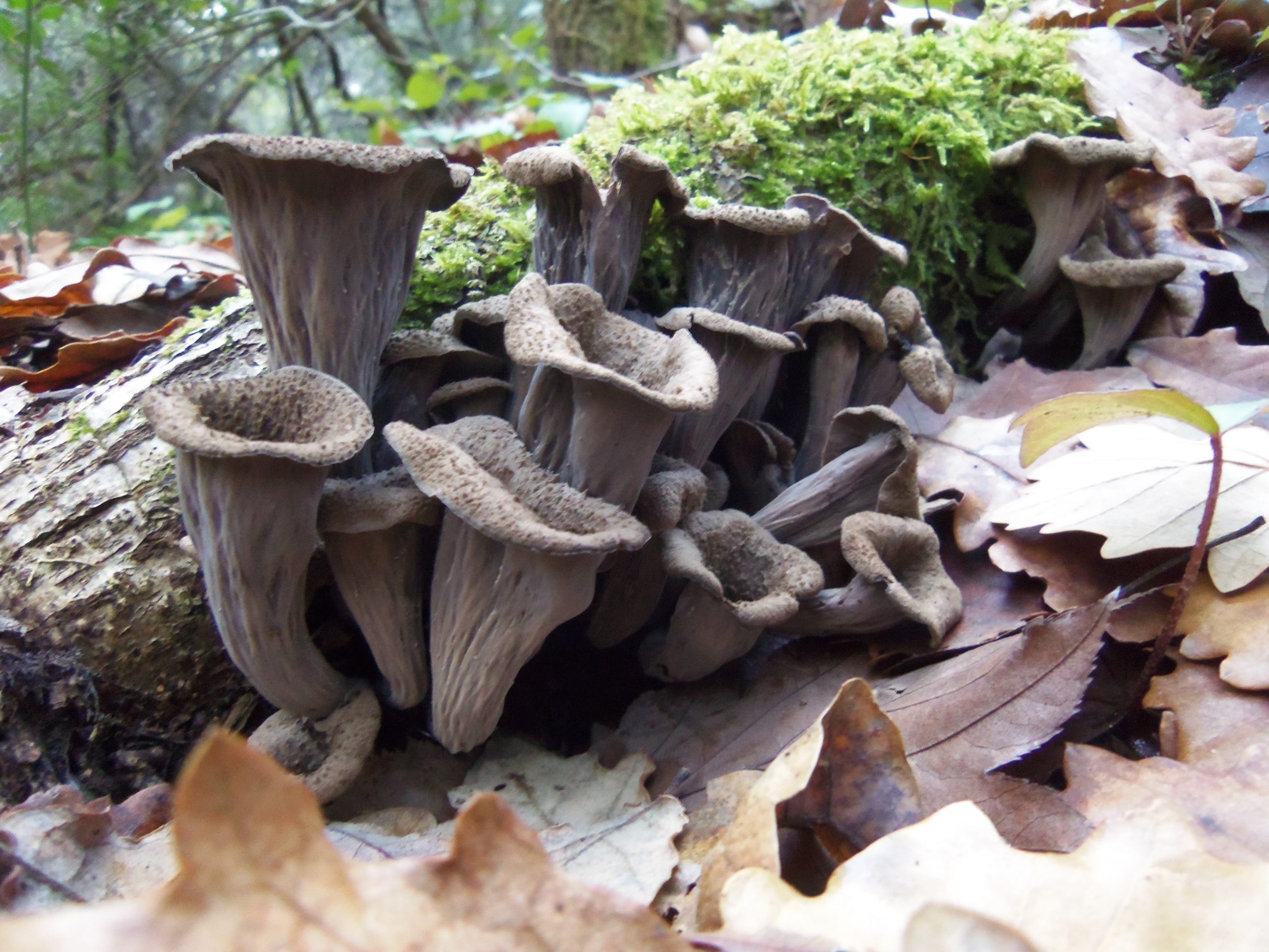 Trompetas De La Muerte Al Ajillo TROMPETAS DE LA MUERTE • Craterellus cornucopioides