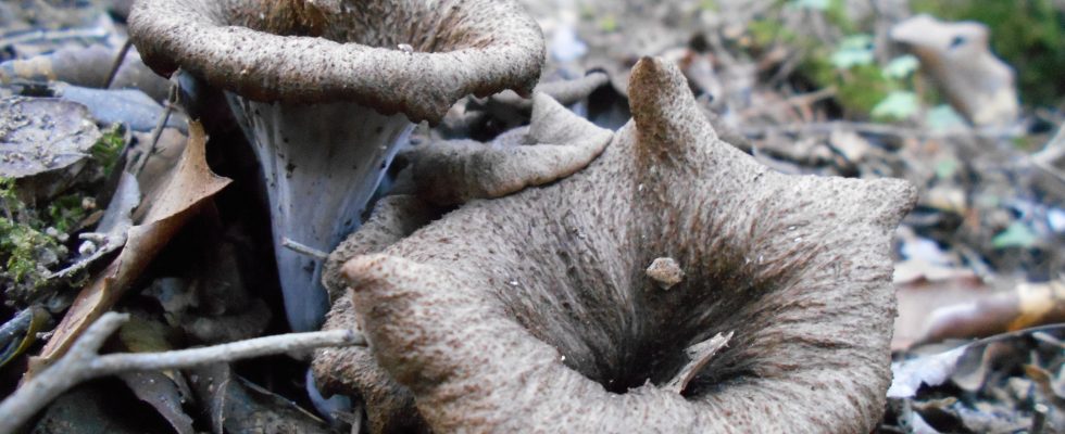 trompetes de la mort en zona humida