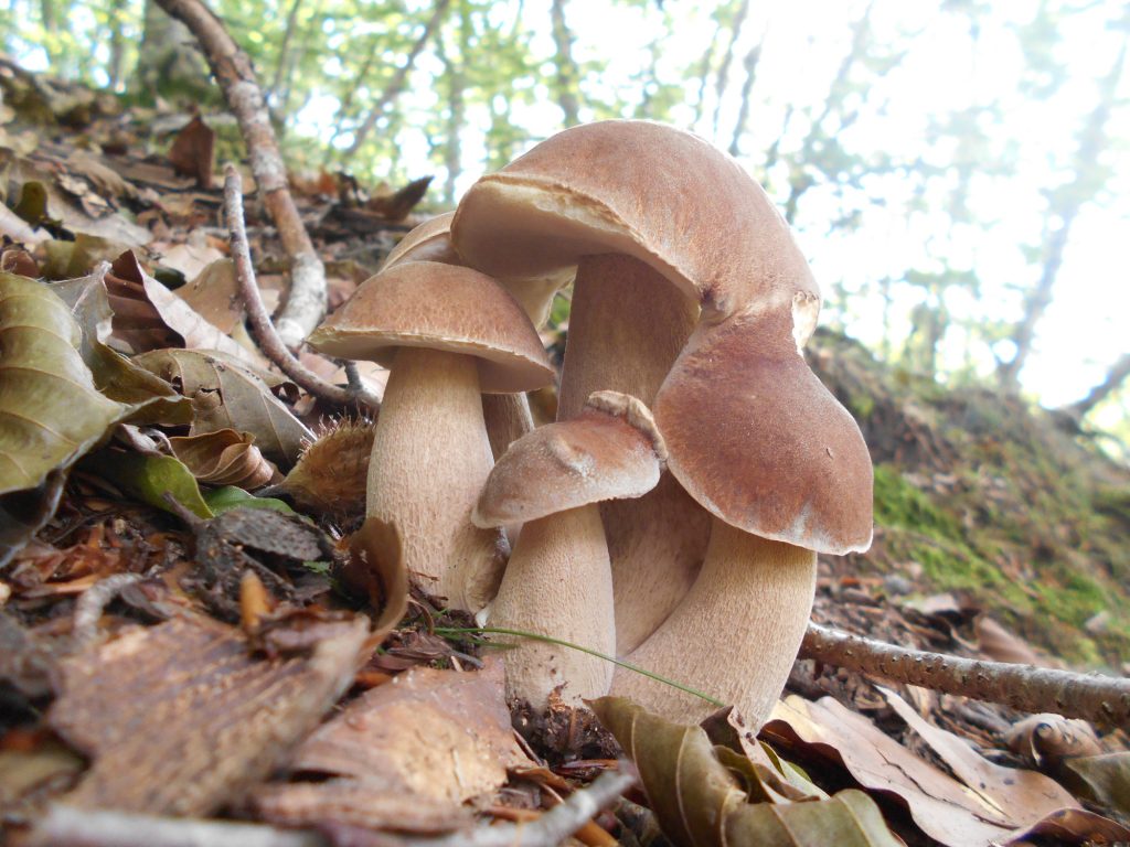 Cep d’estiu Boletus aestivalis fresc en grup al bosc.