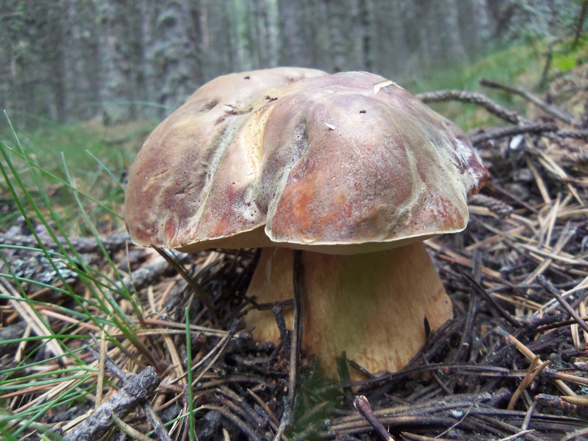 Boletus pinophilus (cep de pi) creixent al bosc entre fullaraca i agulles de pi.