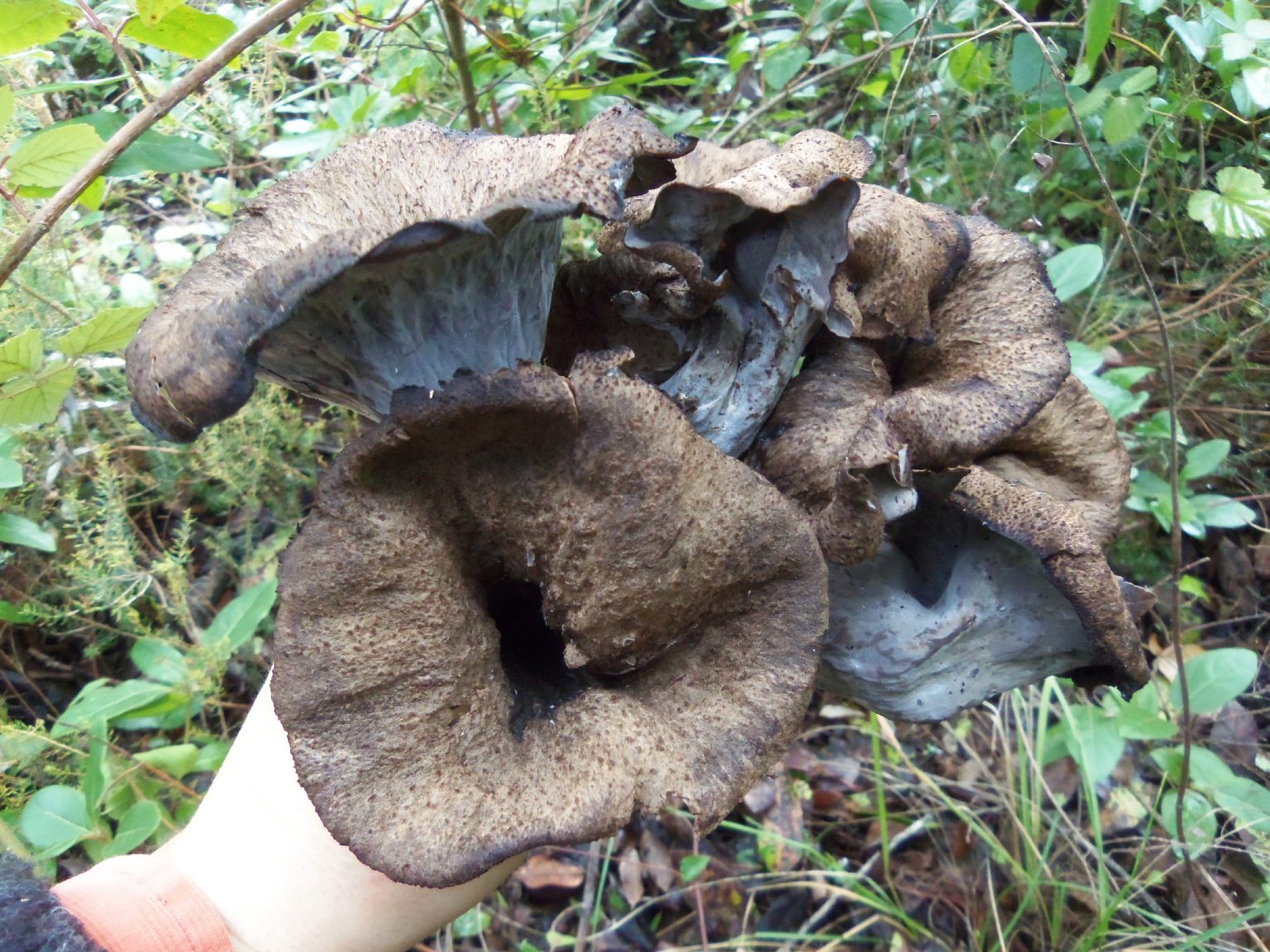 BLACK CHANTERELLES • Photographs and Features