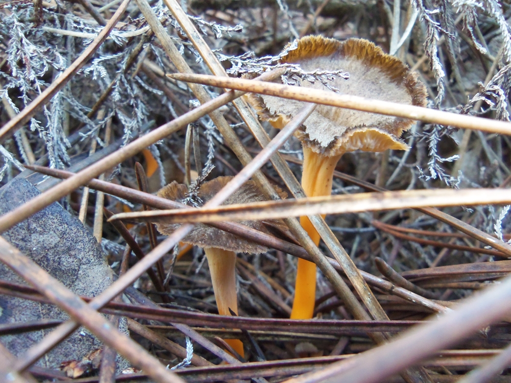 camagroc - cantharellus lutescens