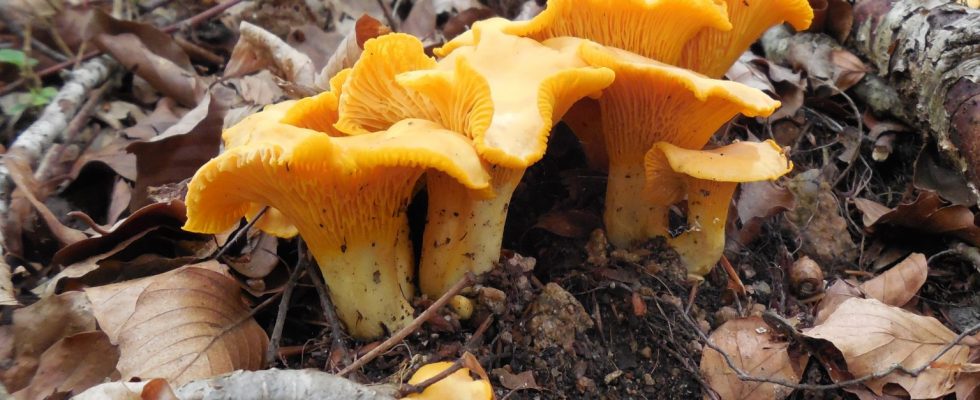 golden chantarelles - girolle - rossinyol