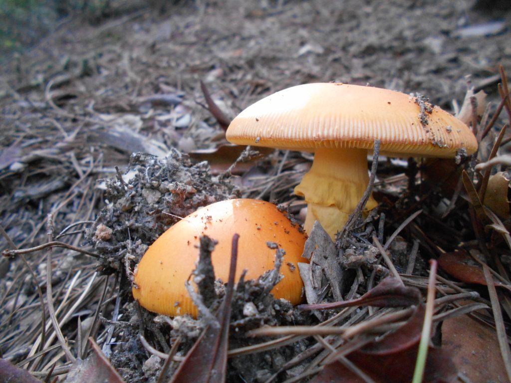 Ous de reig (Amanita caesarea) creixent a bosc mediterrani, vora alzines i pi.