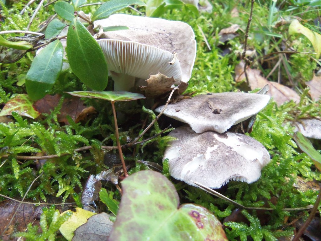 Petit grup de bolets fredolics a zona humida amb molsa.