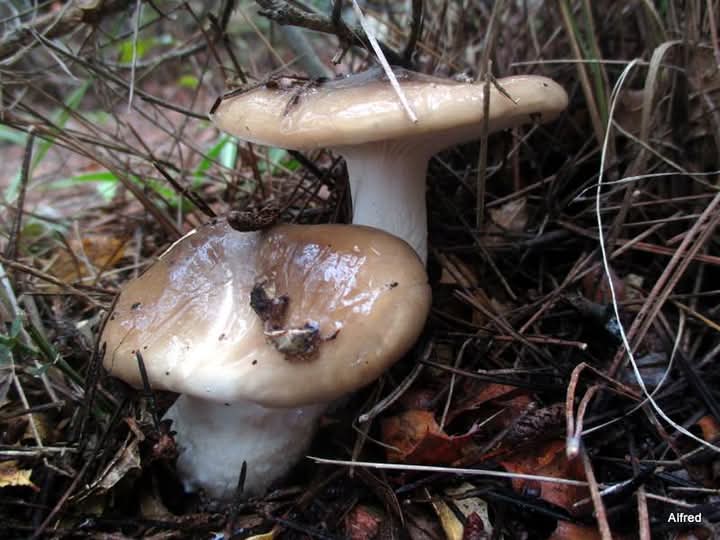 Llenega negra (Hygrophorus latitabundus), creixent al bosc, entre les agulles de pi.